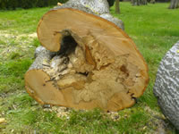 Extent of decay in damaged beech stem