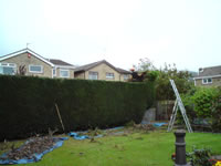 Hedge reduction in domestic garden, Guisborough