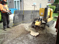 Stump grinding in a domestic garden