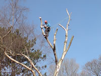 High level tree dismantle using rigging system
